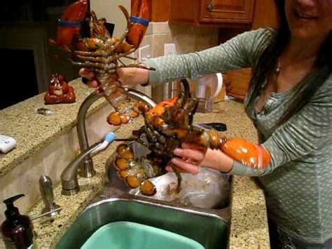 Lobster porn. Things To Know About Lobster porn. 